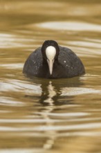 Eurasian Coot (Fulica atra), on marsh, Castile-La Mancha, Spain