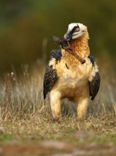 Old bearded vulture (Gypaetus barbatus), devouring sheep bones, Catalonia, Pyrenees, Spain