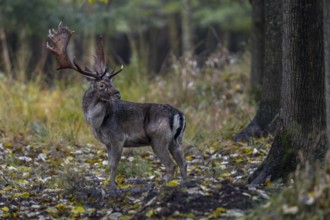 This fallow deer (Dama dama) has a severe swelling on the bridge of the nose, probably caused