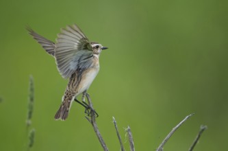 Whinchat (Saxicola rubetra), Czech Republic