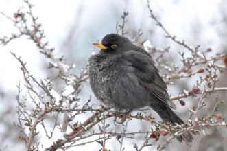 Common Blackbird (Turdus merula) male, Thuringia, Germany