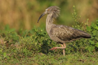 Plumbeous Ibis (Theristicus caerulescens) feeding in a wetland area in the Pantanal region of
