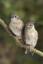 Plum-headed Finch (Neochmia modesta) juvenile