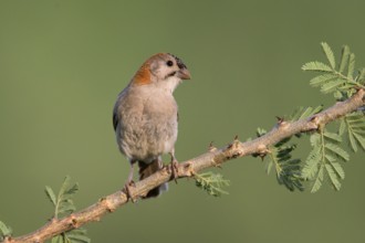 Schuppenkopfweber (Sporopipes frontalis) perched on a branch, Uganda