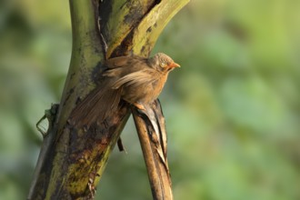 Orange-billed Babbler (Turdoides rufescens) perched on a tree trunk, Kutugala, Sri Lanka
