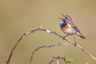 Bluethroat (Luscinia svecica cyanecula) male singing from a twig, Texel, Netherlands