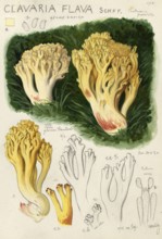 Mushroom, Mushrooms, Yellow coral, Lemon yellow coral, Sulphur yellow coral, Yellow coral mushroom,