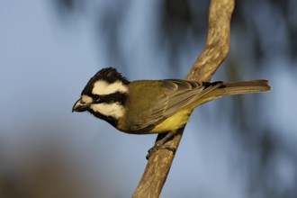 Crested Shriketit (Falcunculus frontatus) male, Australian Capital Territory, Australia