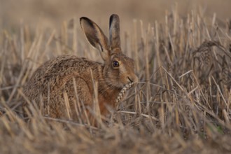 European brown hare (Lepus europaeus) adult animal feeding on a wheat sheath in a farmland stubble