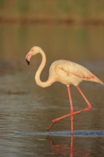 Greater flamingo (Phoenicopterus roseus), Camargue, Provence, southern France