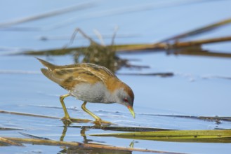 Little Crake (Porzana parva) male foraging, Greece