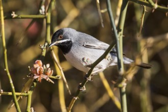 Rüppell's Warbler (Sylvia ruppeli) male, Eilat, Israel