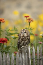 Tawny Owl (Strix aluco) perched on a fence, captive, Germany
