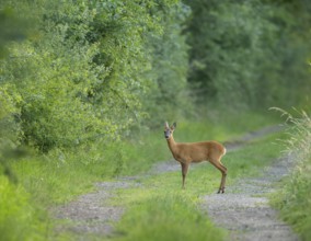 Roe deer (Capreolus capreolus), standing on a forest path, wildlife, Lower Saxony, Germany