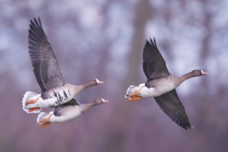 Greater White-fronted Goose (Anser albifrons) flying, North Rhine-Westphalia, Germany