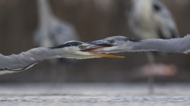 Grey Heron (Ardea cinerea) juvenile fighting, Pusztaszer, Hungary