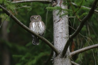 Eurasian Pygmy Owl (Glaucidium passerinum), Saxony, Germany