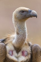 Gänsegeier, Eurasian Griffon Vulture, Griffon Vulture, Eurasian Griffon, Gyps fulvus, Vautour