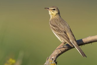 Brachpieper, Tawny Pipit, Anthus campestris, Pipit rousseline, Bisbita Campestre