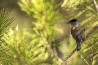 Eurasian Blackcap (Sylvia atricapilla) perched on a branch, Madrid, Spain