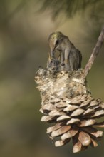 Costa's Hummingbird (Calypte costae) female feeding chicks in nest, California, USA