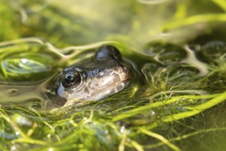 Common frog (Rana temporaria) adult amphibian in a garden pond amongst pond weed in summer,