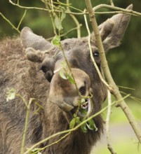Elk (Alces alces) young bull with short velvet antlers feeding on young birch (Betula) Southern