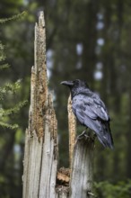 Common raven, northern raven (Corvus corax) perched on tree stump in coniferous forest