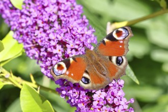 Peacock butterfly (Inachis io) sucking nectar on butterfly bush (Buddleja davidii), in a natural
