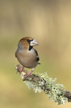 Hawfinch (Coccothraustes coccothraustes), male, sitting on a branch overgrown with reindeer lichen