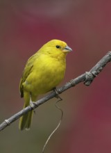 Saffron Finch (Sicalis flaveola) male perched on a branch, Pichincha, Ecuador