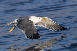Baraba Gull (Larus fuscus barabensis) flying, Eilat, Israel