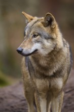 A wolf in the forest in side profile with a thoughtful expression, Wolf (Canis Lupus), Germany