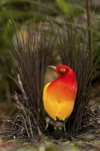 Flame Bowerbird (Sericulus ardens) perched at its bower in Papua New Guinea