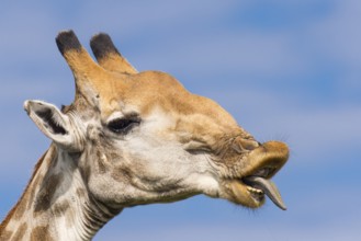 Giraffe (Giraffa) in the savannah, Kruger National Park, South Africa