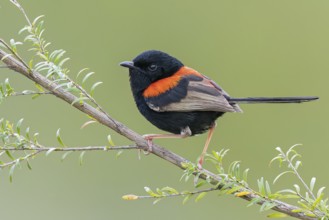 Red-backed Fairywren (Malurus melanocephalus) perched on a branch in eastern Australia