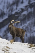 Alpine ibex (Capra ibex) male with large horns foraging on mountain slope in the snow in winter,