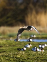 Greylag Goose, Anser anser, bird in flight over winter marshes