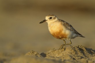 New Zealand Plover (Charadrius obscurus), Northland, North Island, New Zealand