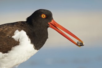 American Oystercatcher (Haematopus palliatus), Florida, USA