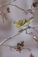 Eurasian Siskin (Spinus spinus) female, St. Gallen, Switzerland