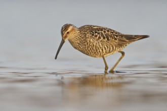 Stilt Sandpiper (Calidris himantopus), Manitoba, Canada