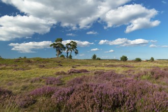 Flowering heather (Calluna vulgaris), heathland in De Hoge Veluwe National Park, Hoenderloo,