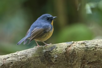 Snowy-browed Flycatcher (Ficedula hyperythra) male, Bidoup National Park, Vietnam