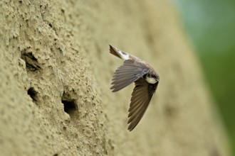 Sand martin (Riparia riparia), taking off from its breeding tube, Reussegg nature reserve, Canton