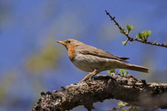 Red-throated Thrush (Turdus ruficollis) male, Huvsgol, Mongolia