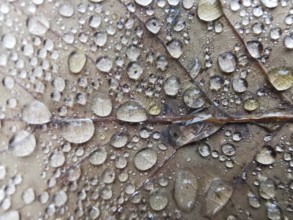 Detailed image of water droplets on a leaf surface, Frankenwald nature park Park