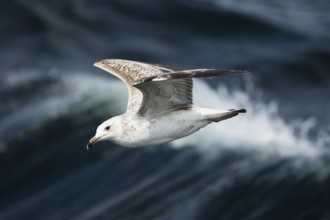 Caspian Gull (Larus cachinnans) juvenile flying, North Sea, Germany