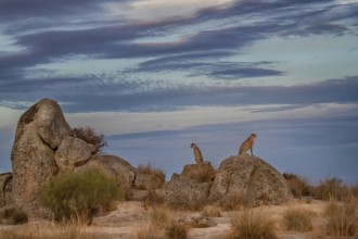 Cheetah (Acinonyx jubatus) two individuals sitting on a rock under impressive cloud formation in