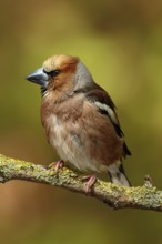 Appelvink zittend op bemoste tak, Hawfinch sitting on mossy branch